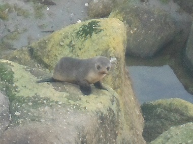 Young seal in the colony