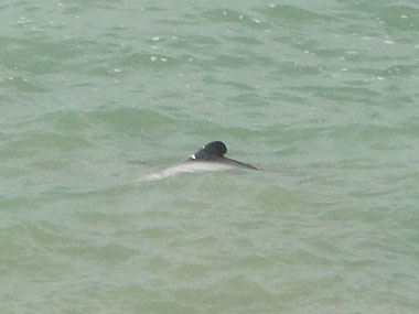Hector dolphin in Purpose Bay