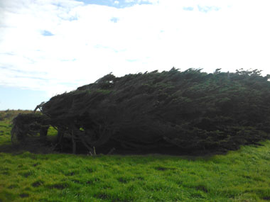 "Horizontal" tree in The Catlins