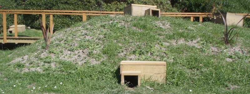 Nest boxes for blue penguins