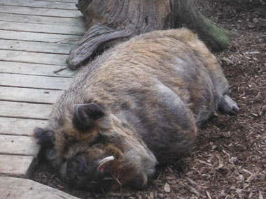 Kunekune pig in Willowbank Wildlife Reserve