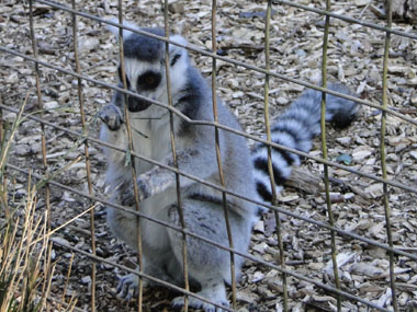Lemur in Willowbank Wildlife Reserve