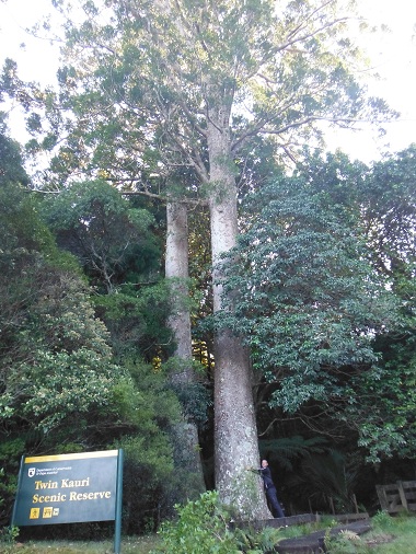 Twin Kauri Reserve