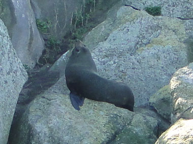 New Zealand's seal