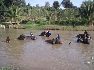Taking a bath with the elephants