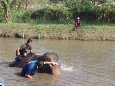Taking a bath with the elephants