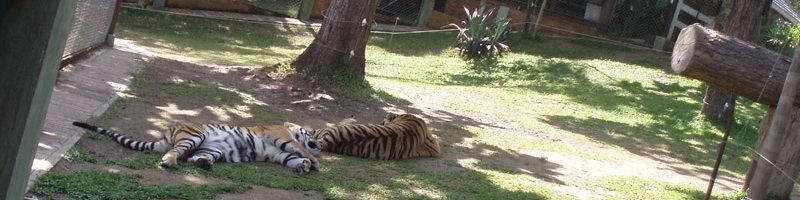 Tigres pequeños en Tiger Kingdom