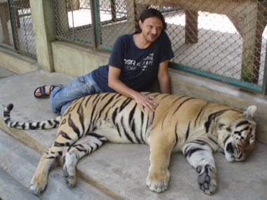 Tigres grandes en Tiger Kingdom