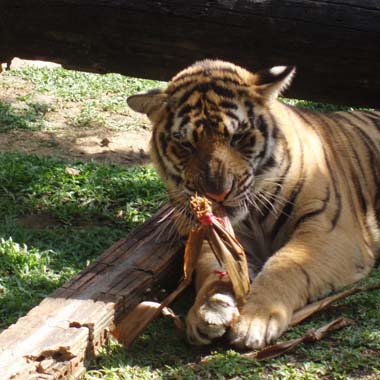 Big tiger in Tiger Kingdom