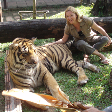 Tigres grandes en Tiger Kingdom
