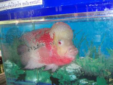 Fish in Sunda Resort's desk