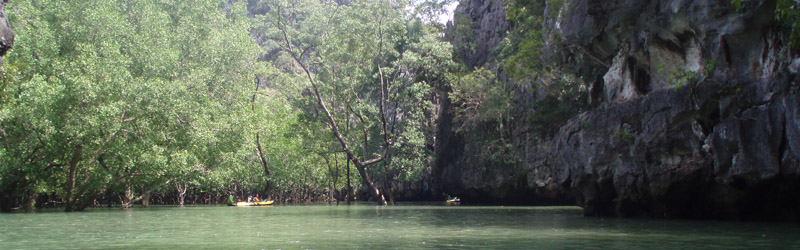 Nadando en el manglar