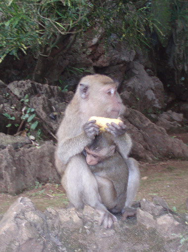 Madre con cría en el Templo de los monos