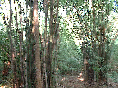 Bambu en Erawan