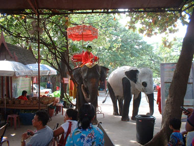 Elefantes en Ayutthaya