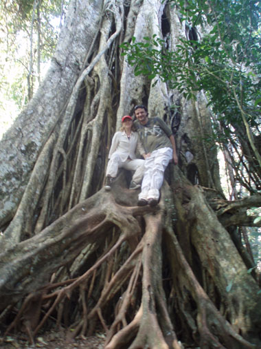 Ficus en Khao Yai
