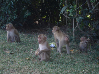 Macacos en Khao Yai
