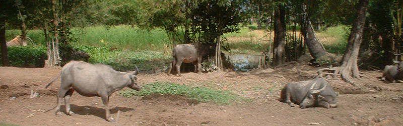 Vacas en Camboya
