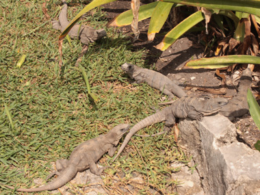 Familia de iguanas en Tulum
