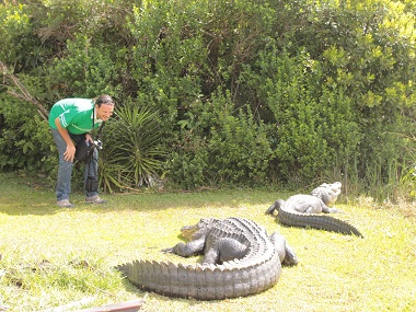 Free alligators in Everglades