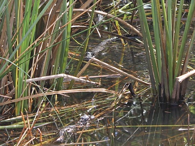 Tres crías de aligator en Everglades