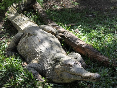 African crocodile in Everglades