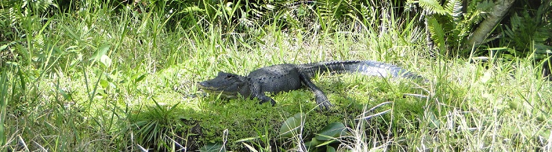 Joven aligátor en Everglades