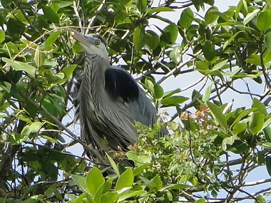 Heron on a tree in Everglades