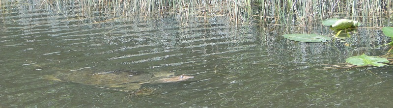 Turtle in Everglades