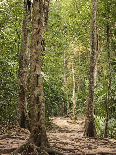 Camino entre la jungla en Tikal