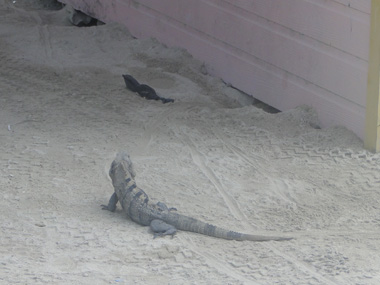 Iguana in Caye Caulker