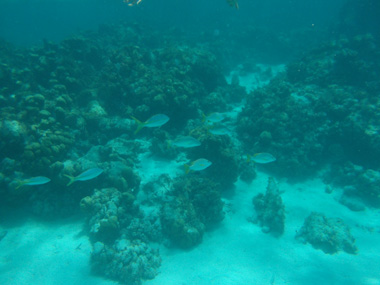 underwater view in Belize