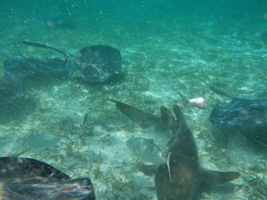 Sharks and stingrays in Belize barrier reef