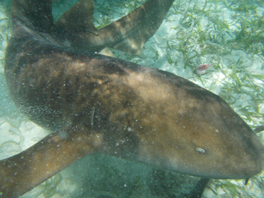 Tiburón en el arrecife de Belice