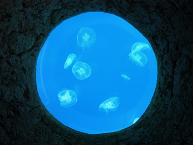 Medusas en el acuario de Xcaret