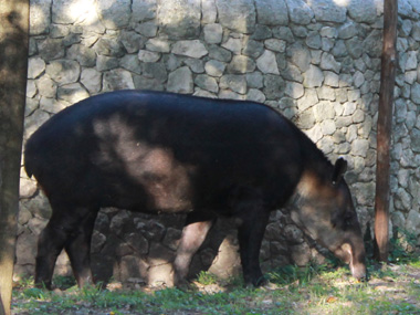 Tapir in Xcaret