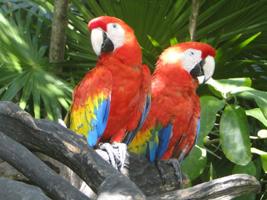Macaws in Xel Ha