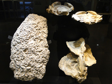 Fossils on display at Trelew's airport