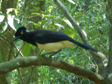 Bird in Iguazu
