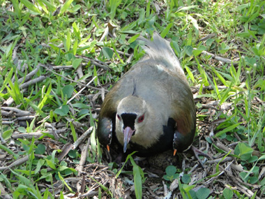 Bird in Iguazú