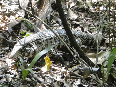 Lizard in Iguazu