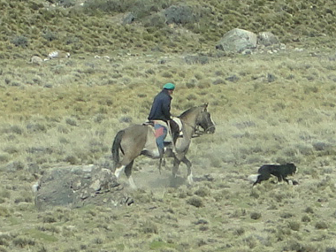 Guanche en la Patagonia