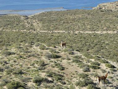 Guanacos from view point