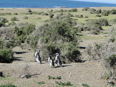 Penguin colony at Estancia San Lorenzo
