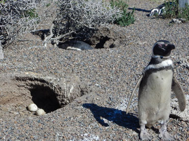 Penguin colony at Estancia San Lorenzo