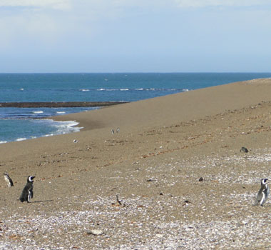 Penguins at the beach