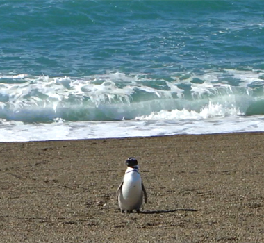 Pinginos en la playa