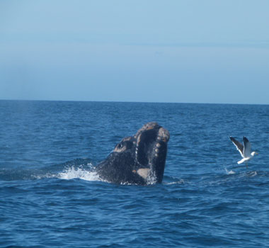 Whale at Peninsula Valdes