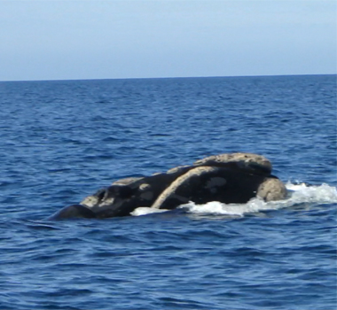 Whale at Pennsula Valdes