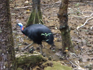 Cassowary with three chicks in Daintree